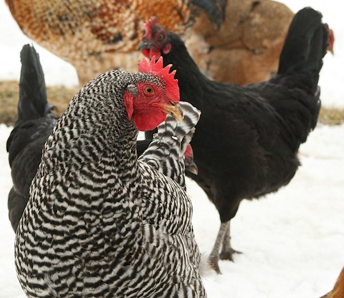 hen with daughters