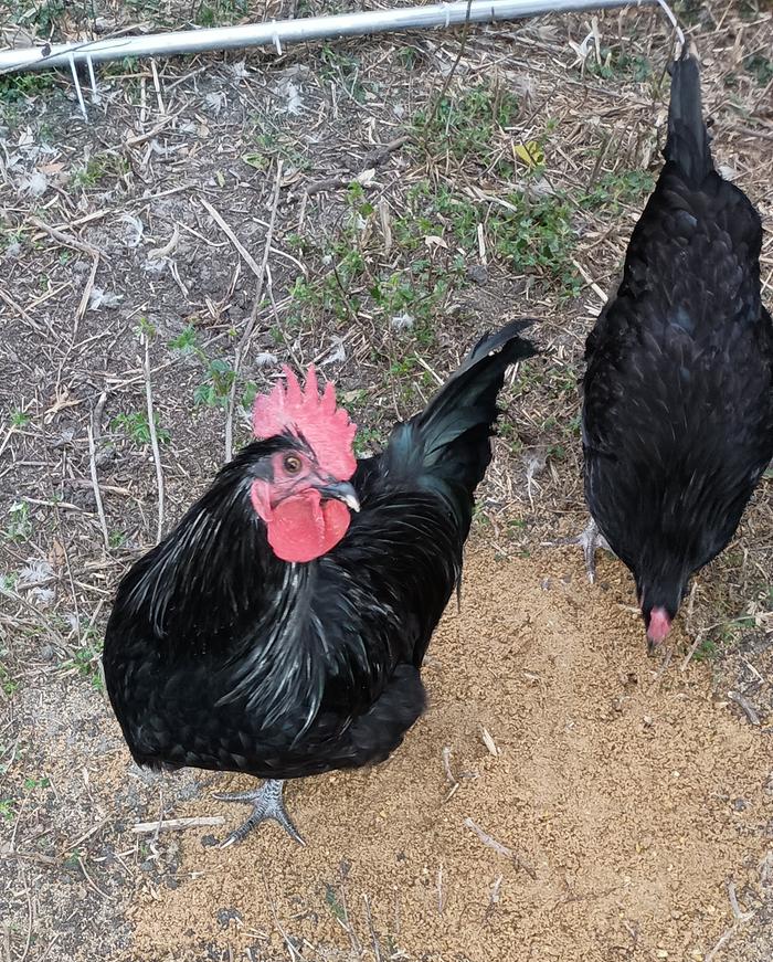 Black Dorkings, rooster and hen
