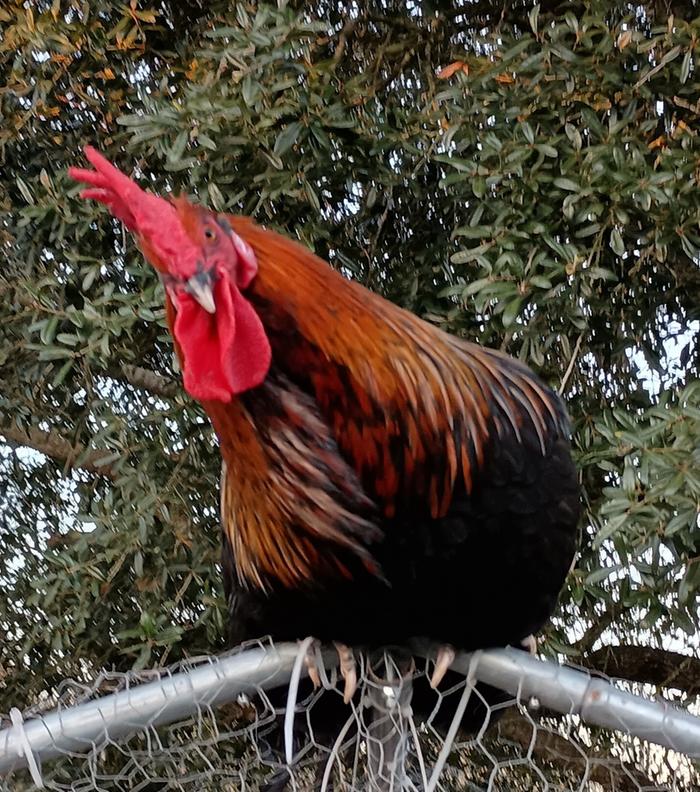 Red Black cockerel