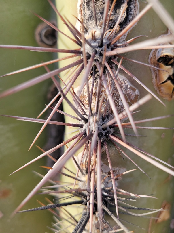 Spines of the great saguaro.