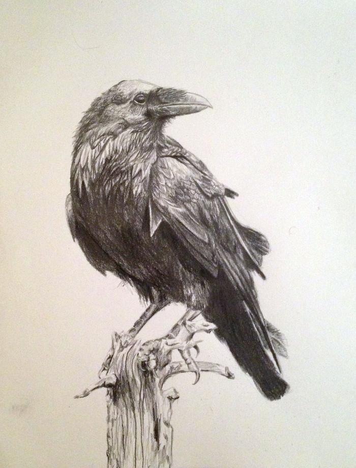 [Thumbnail for crow-pencil-drawing.jpg]