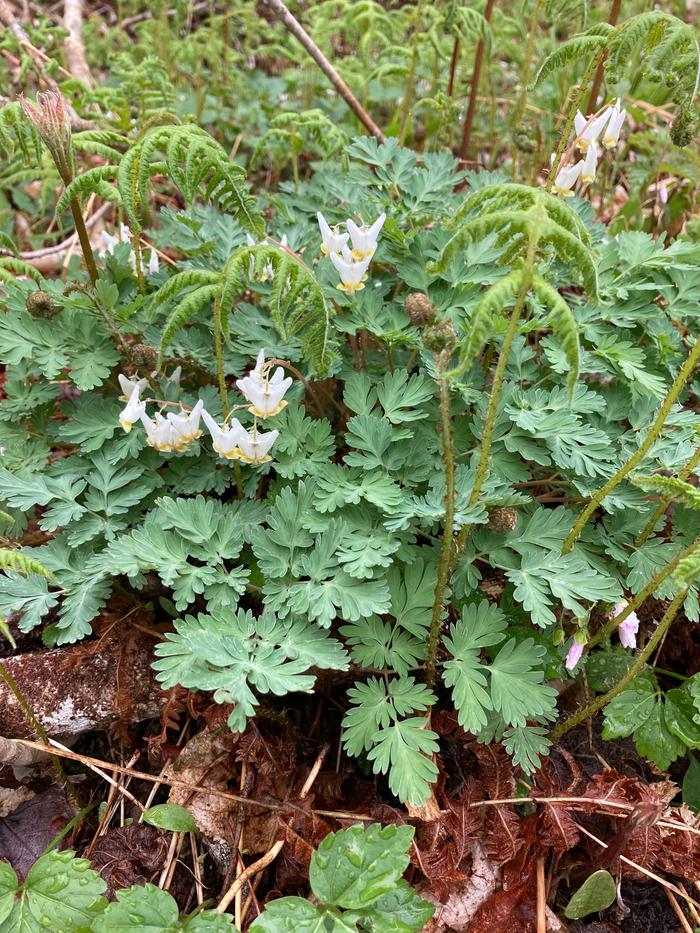 Dutchman's Breeches on the ridge past easy to access forestry