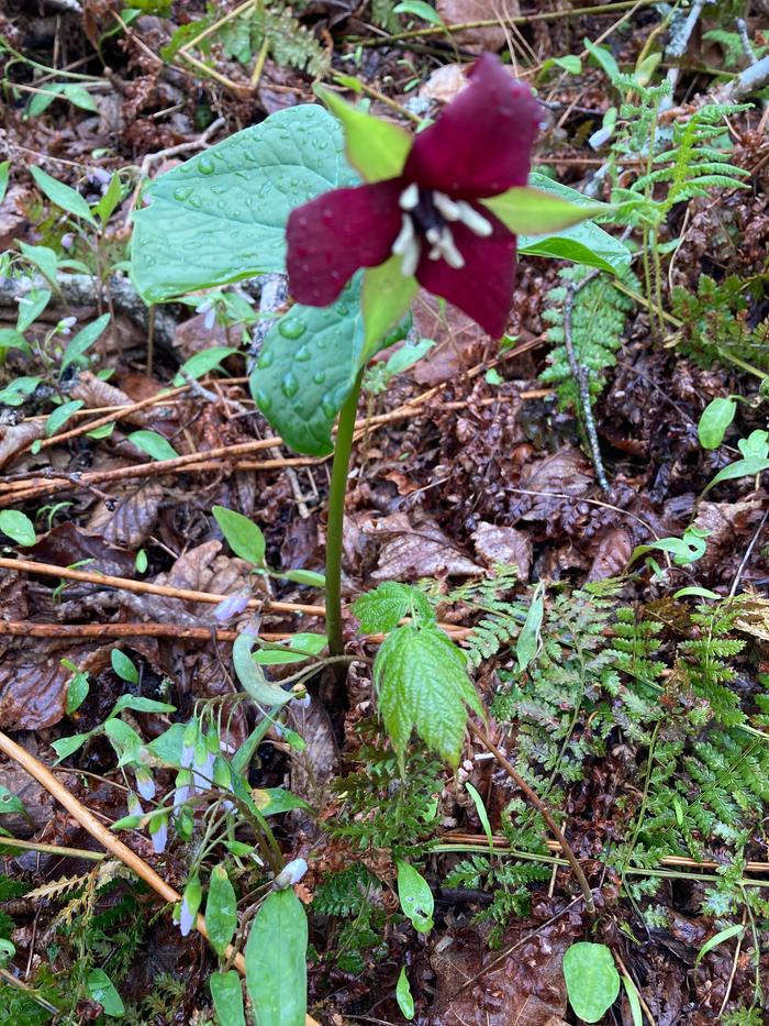 Red Trillium on the ridge past easy to access forestry