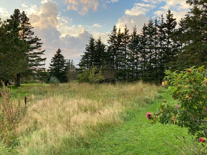 Developing forest garden