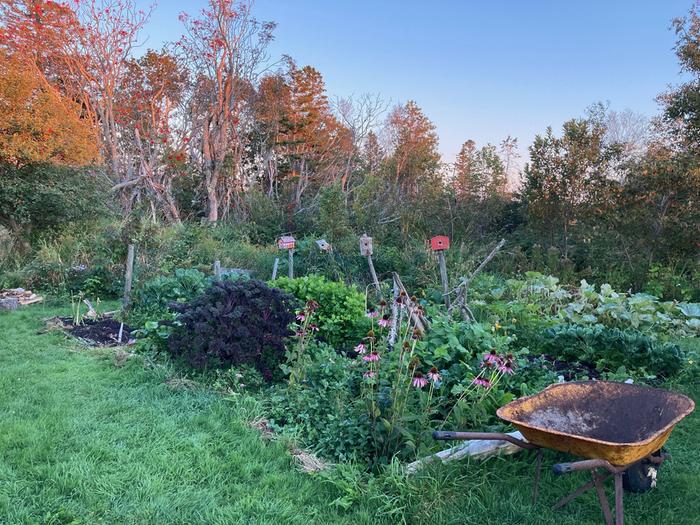 Trusty veg patch