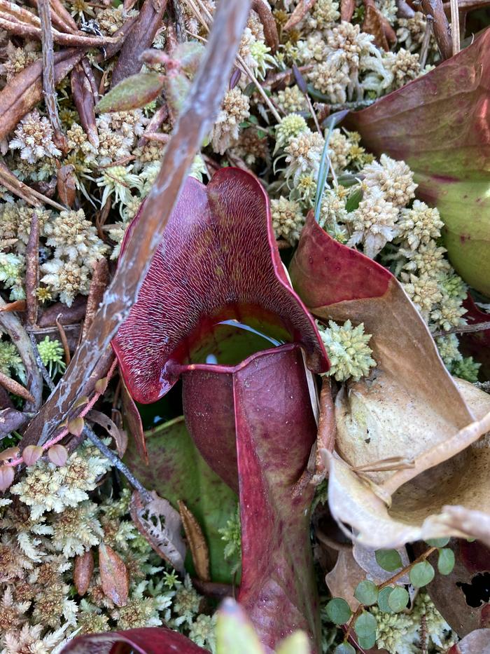 [Thumbnail for Northern-Pitcher-Plant.jpeg]