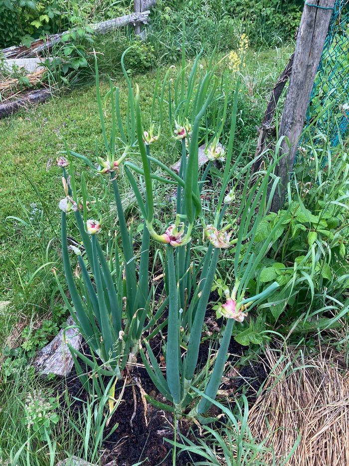 [Thumbnail for Walking-onions-from-a-neighbour-down-the-way-trade-for-celery.jpeg]