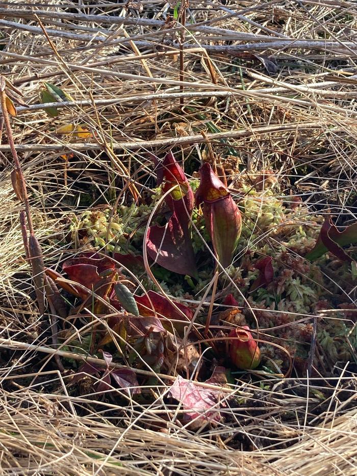 [Thumbnail for Northern-Purple-Pitcher-Plant-Forage-Transplant.jpeg]