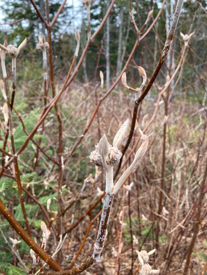 [Thumbnail for Elderberry-patch-forage-down-the-trail.jpeg]