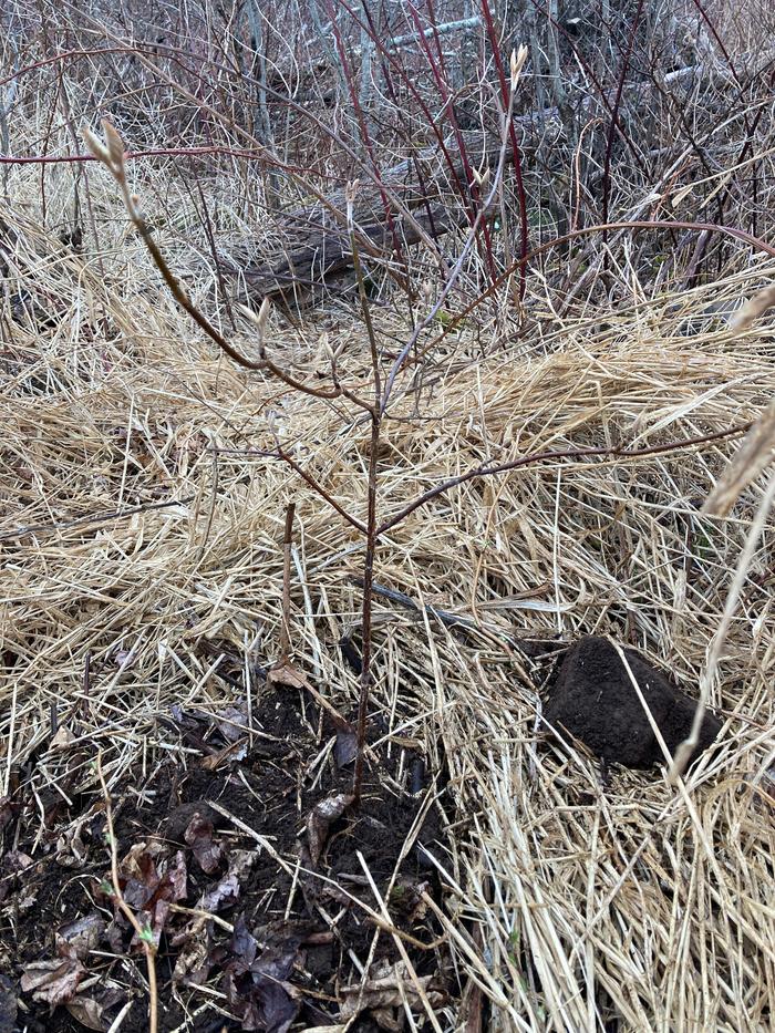 [Thumbnail for transplanted-on-veg-patch-forest-edge-in-bermuda-grass-and-blackberry.jpeg]