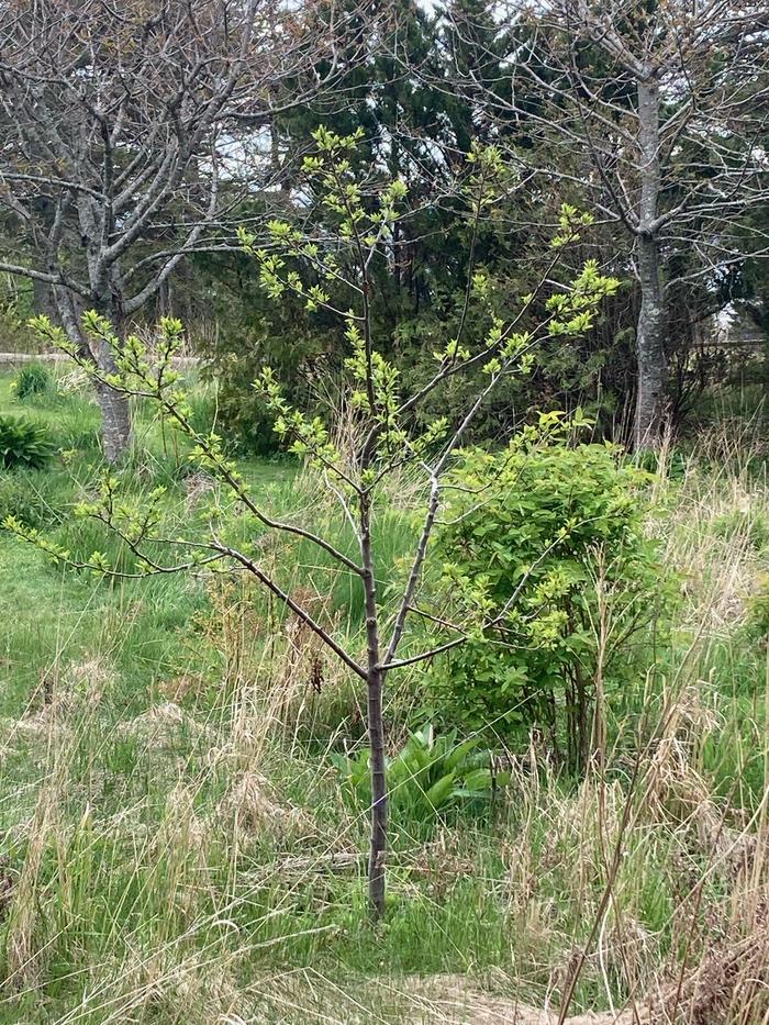 [Thumbnail for plum-pruned-with-comfrey-and-haskap-cherry-trees-behind.jpeg]