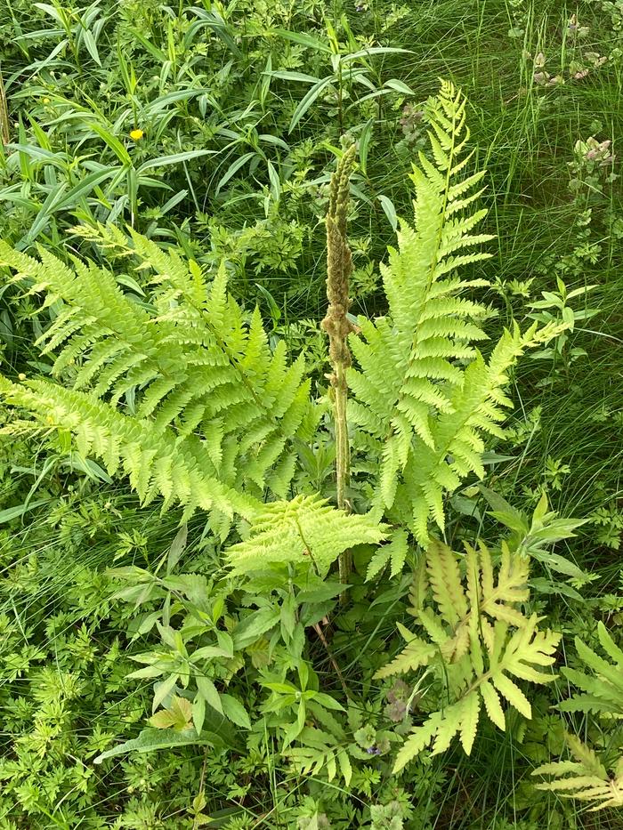 [Thumbnail for cinnamon-fern-transplant-mid-summer.jpeg]