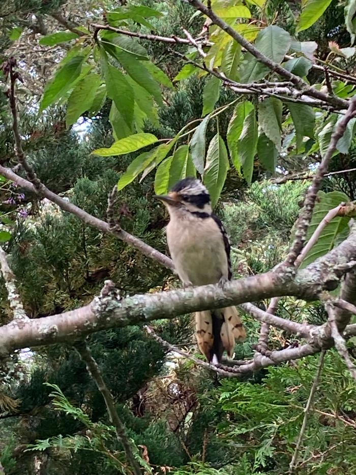 [Thumbnail for fledgling-downy-woodpecker.jpeg]