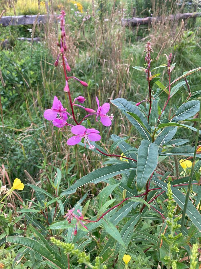 [Thumbnail for blooming-fireweed-at-round-table.jpeg]