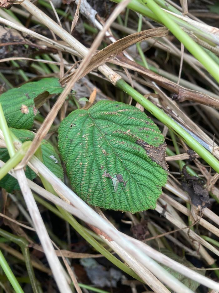 [Thumbnail for hobblebush-transplant-from-Spring-still-growing.jpeg]