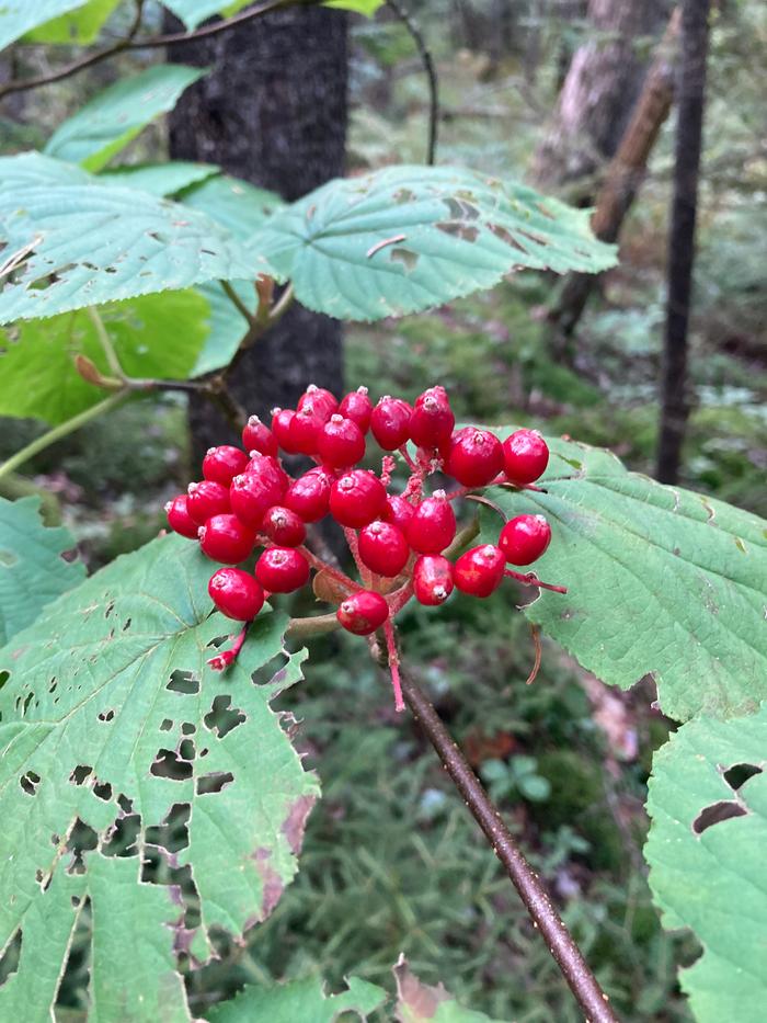 [Thumbnail for hobblebush-berries-under-spruce-cover.jpeg]