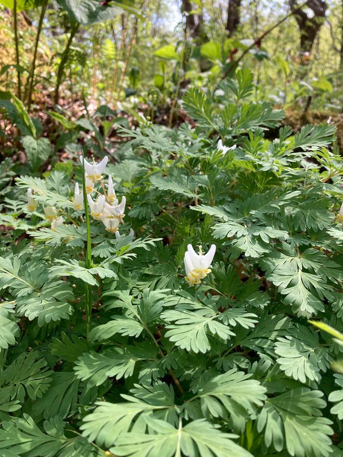 [Thumbnail for dutchmans-breeches.jpeg]