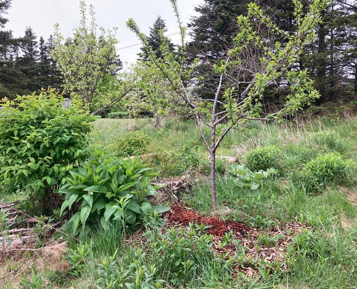 [Thumbnail for plum-guild-with-haskap-comfrey-blueberry-rhubarb-strawberry-borage-goldenrods-oregano.jpg]