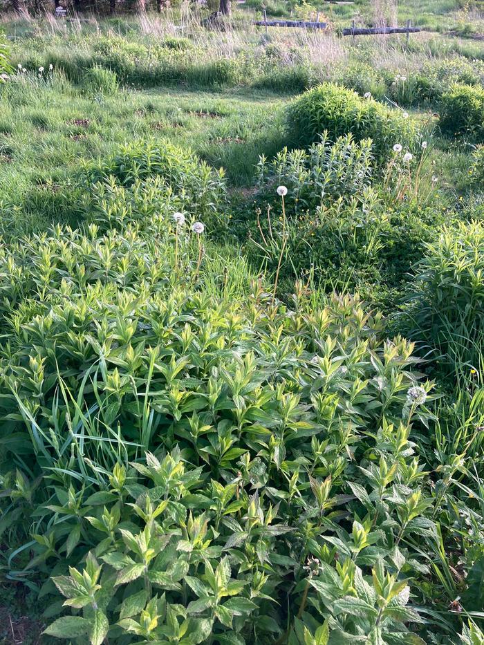  golden-rods and asters of the front forest garden 