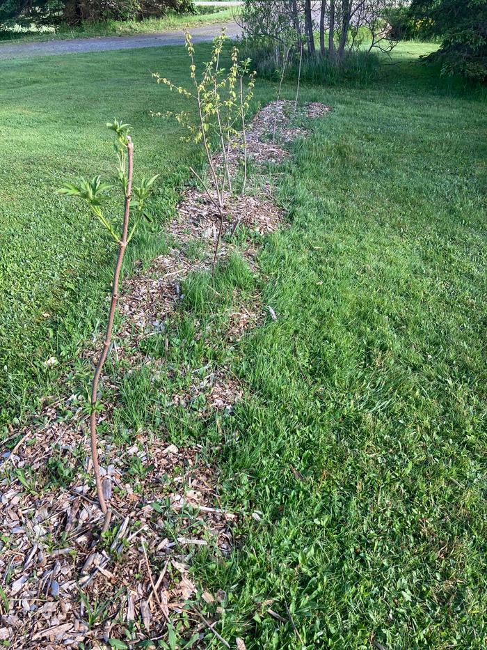 [Thumbnail for elderflower-lane-spring-1-after-planting.jpg]