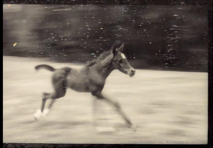 [Thumbnail for Bonita-foal-early-1980s-Smith-Rd-ranch.jpg]