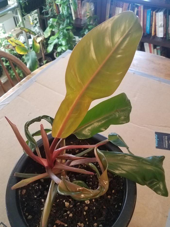 Unknown Plant 1