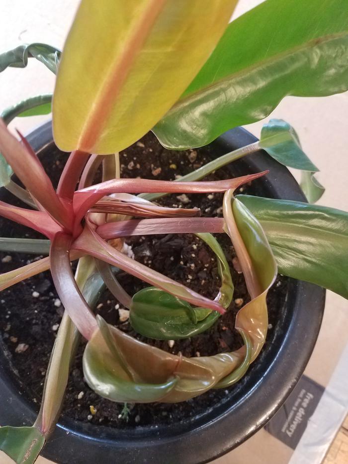 Unknown Plant 2