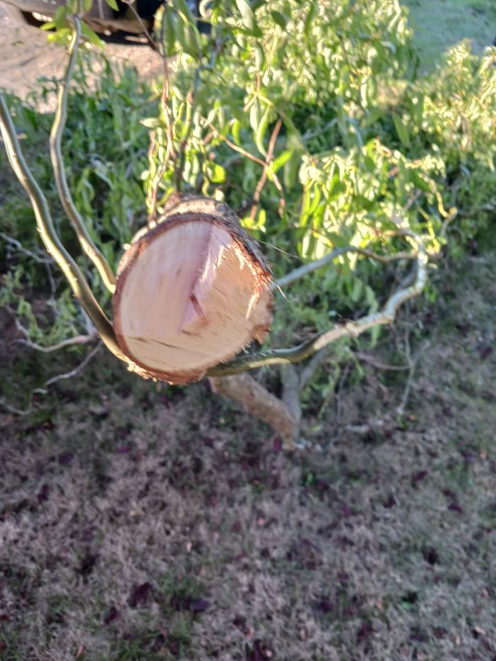 broken branch on the ground