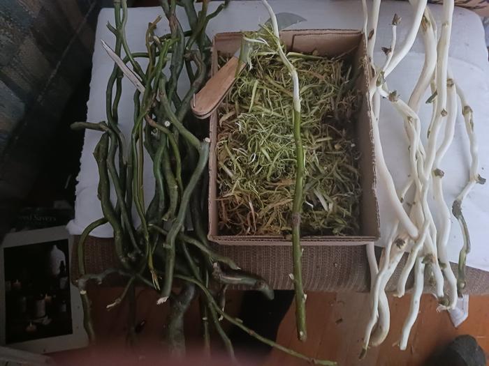 peeling bark from willow branches, air drying 