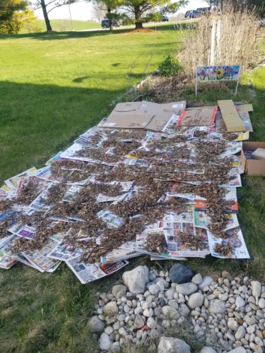 it's windy thru here so I add clumps of woodchips to keep the paper from leaving 