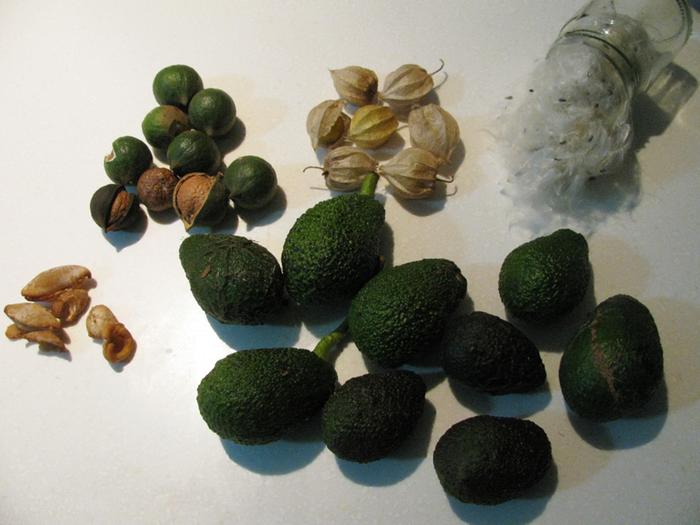 wood ear, macadamia nuts, cape gooseberries, swan plant down, and avocados