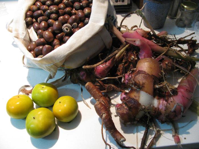 Acorns, wild ginger and persimmons