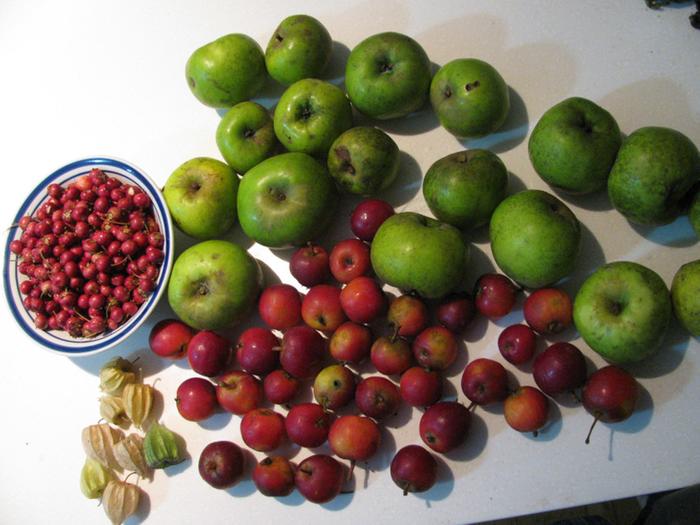 Chilean guava, astringent apples, crabapples, cape gooseberries