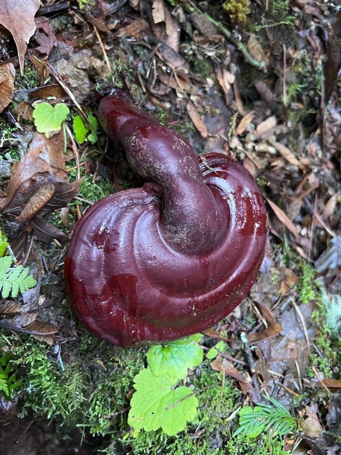 Giant Reishi found last week. Sliced and dried it in dehydrator. 