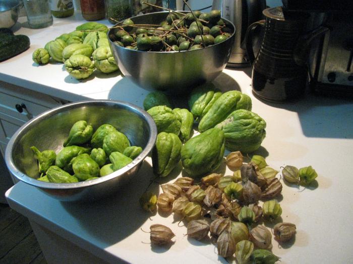 chokos for pickling, soups and stir fries, macadamia nuts in their husks, and cape gooseberries