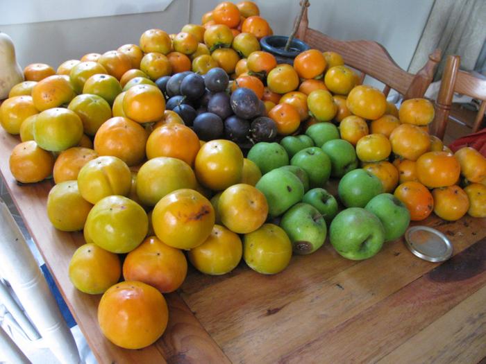 Mount Persimmon on the kitchen table, as well as some apples and passionfruit thrown in as well