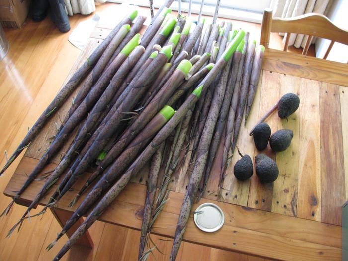 Bamboo shoots and avocados