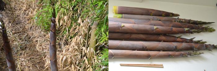 Bamboo shoots
