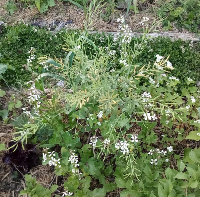 Napa cabbage setting seeds. Grown from scrap