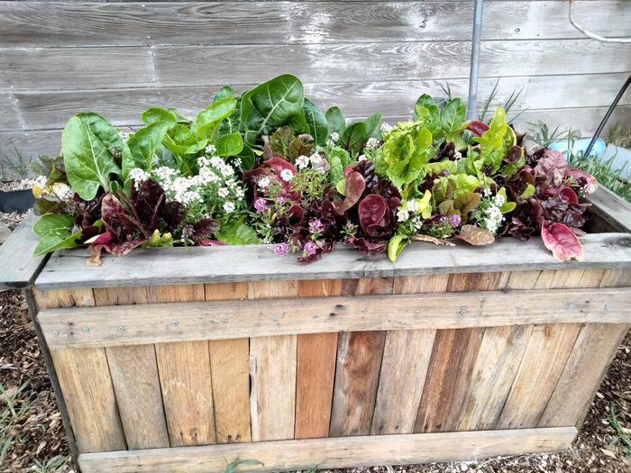 Pallet wood raised bed 