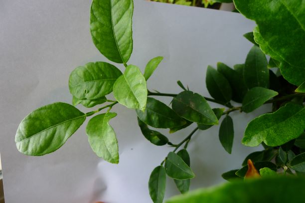 Progressively smaller leaves in old twig