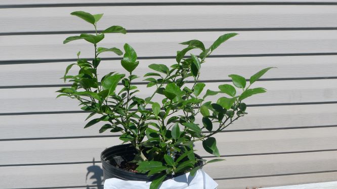 Mulching and Clip a piece of paper on the sunny side of pot to maintain soil temp and moisture 