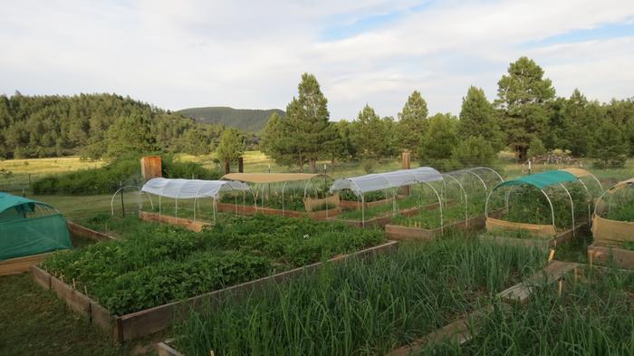 We use the raised beds for our friendly gofer population