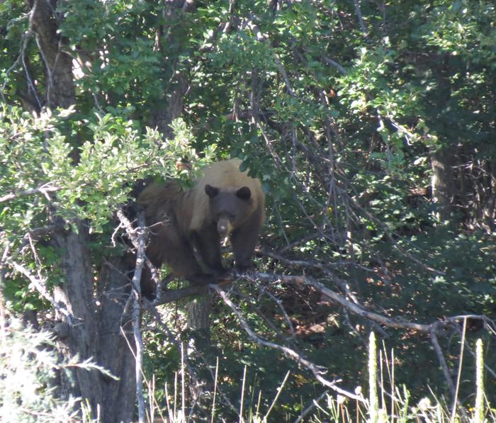 The Bears love the apples in the fall.