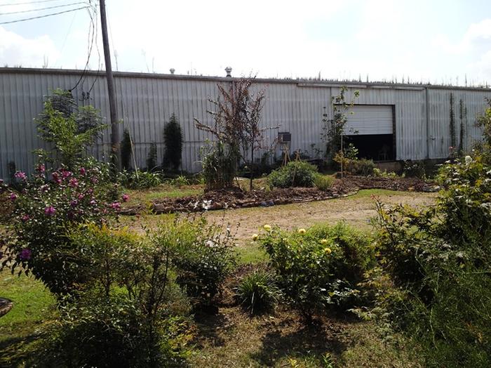 my landscape staging area I call the shop garden