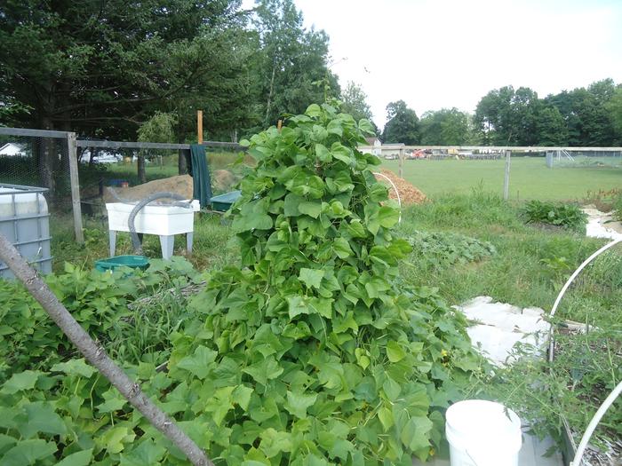 the fenced garden contained 576 square feet of growing space