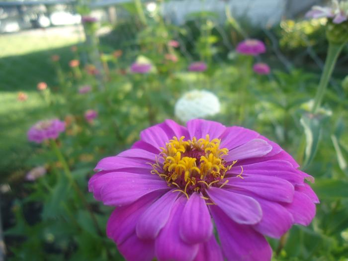 zinnia