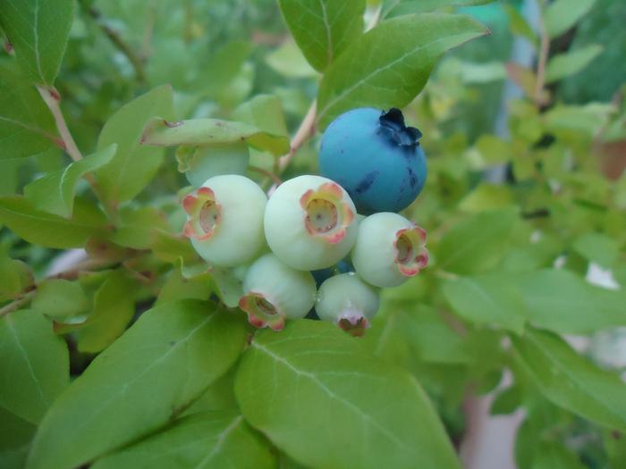 Blueberries