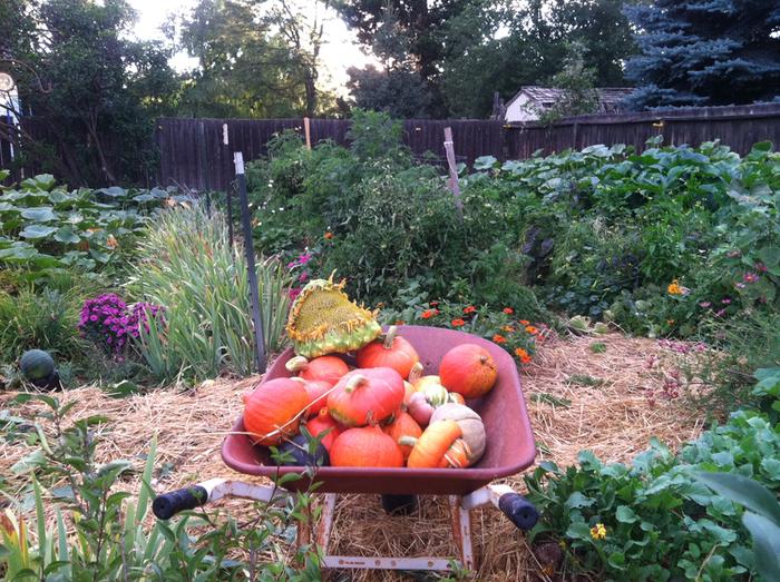 pumpkins