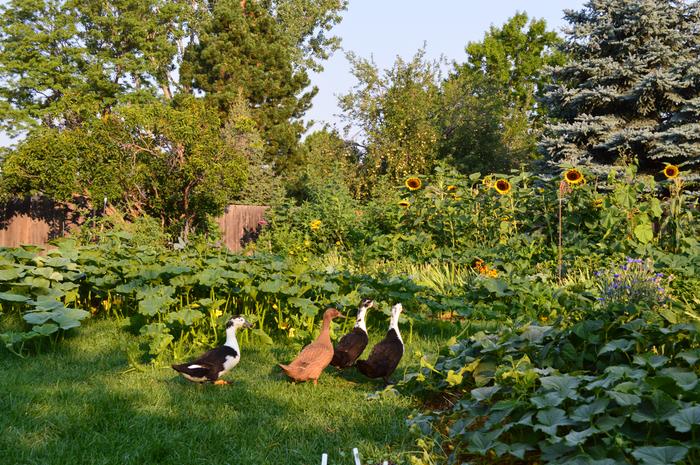 looking for some veggies!